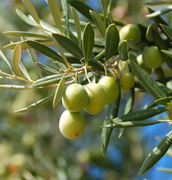 oliveraie-fripons-olive-verte-(2)