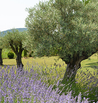 oliveraie-fripons-olive-verte-(3)